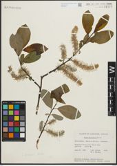 Foto von Salix piperi Bebb